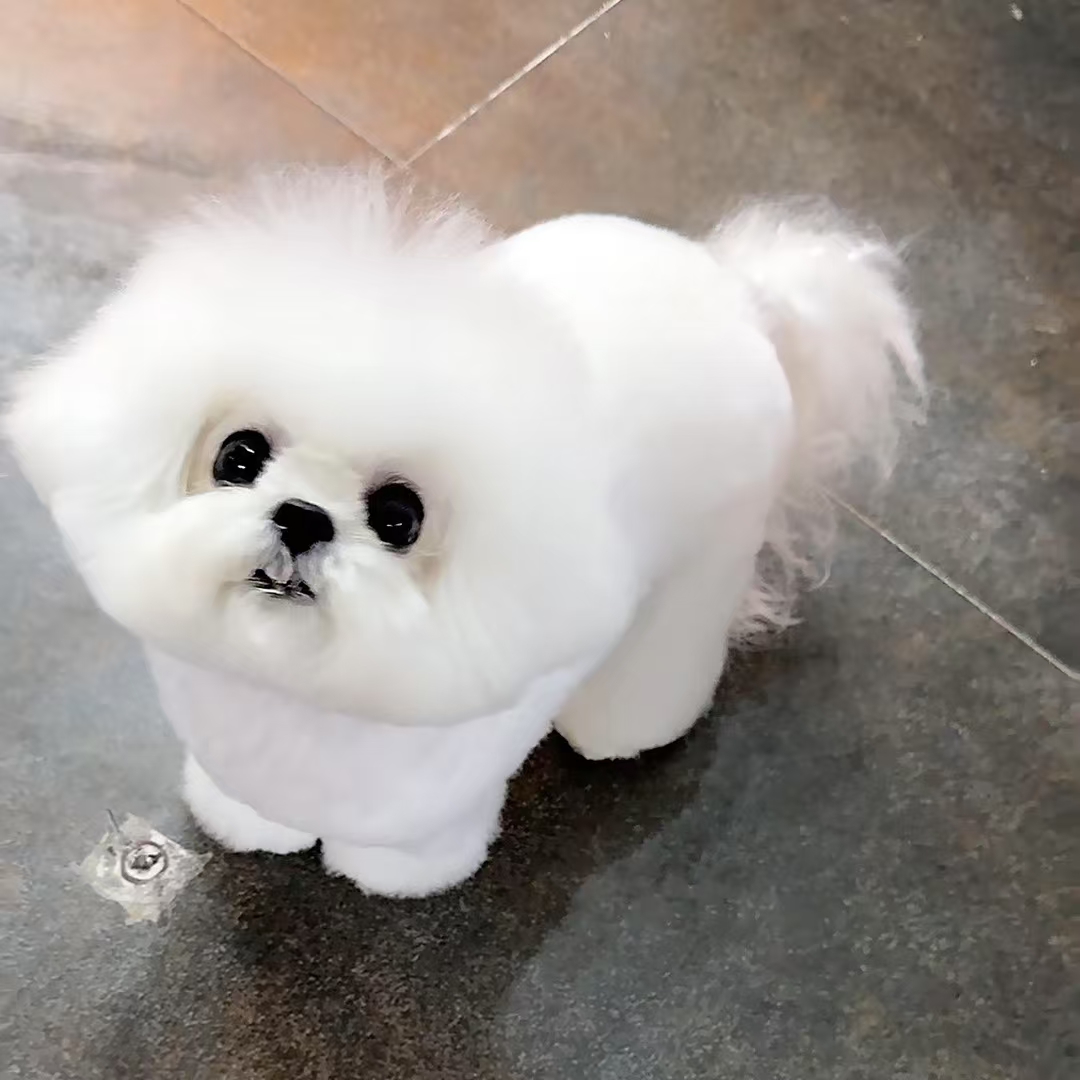 双血统韩系小体比熊